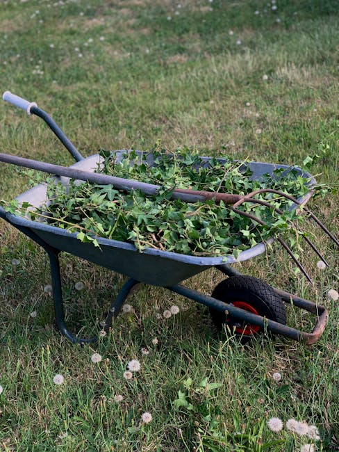 A metal wheelbarrow with a dark green basin and black handles, positioned on a grassy lawn. Inside the wheelbarrow, there is an accumulation of green garden waste, consisting of leafy branches and stems, with some stems showing a brownish hue. The wheelbarrow has a single black wheel with a red rim, and the surrounding environment includes a patch of grass with small white flowers scattered across it. The background features more grass, suggesting a garden or outdoor area suitable for garden waste collection or private clearing services, as provided by Rubbish Removal Fulham. The scene depicts an outdoor scene during daylight, with natural light illuminating the objects clearly, emphasizing the textures of the foliage and the metal surface of the wheelbarrow, aligned with independent waste handling or on-site clearance activities related to rubbish removal services.